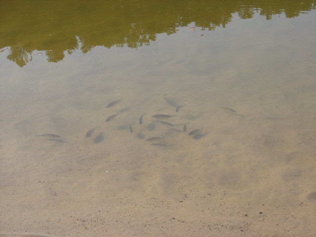 Attack Fish
