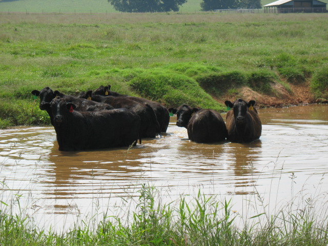 Cool Cows