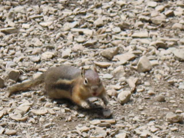 Chippy Chipmunk