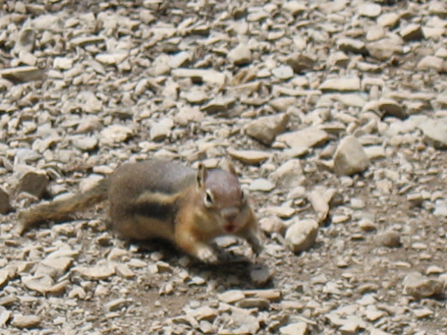 Chippy Chipmunk