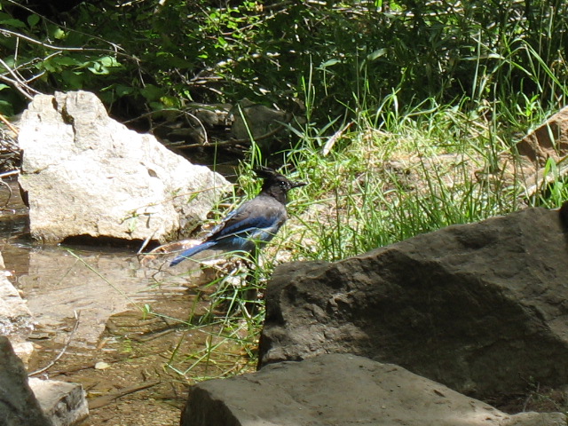 Stellar's Jay